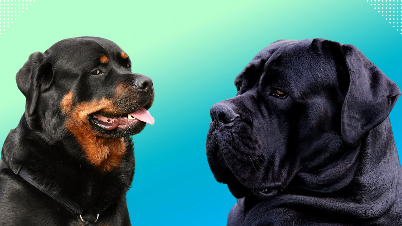 Cane Corso Vs Rottweiler Who Would Win?